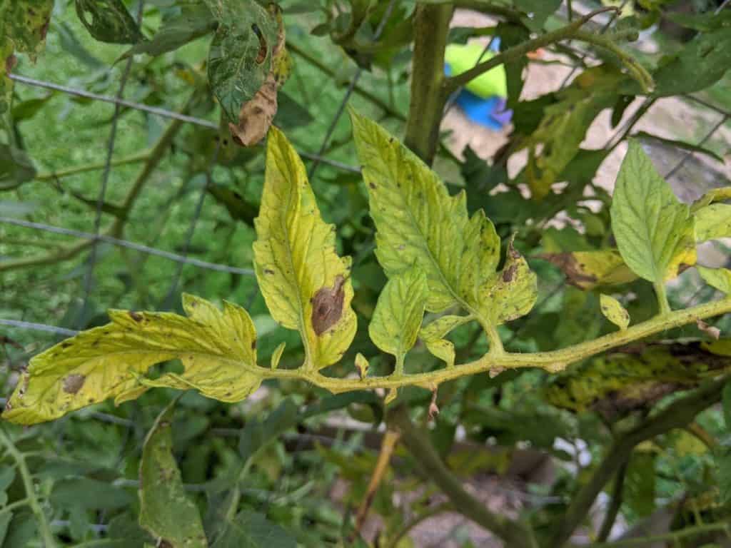 Why Are My Tomato Plant Leaves Turning Yellow Damage Sign Zohal