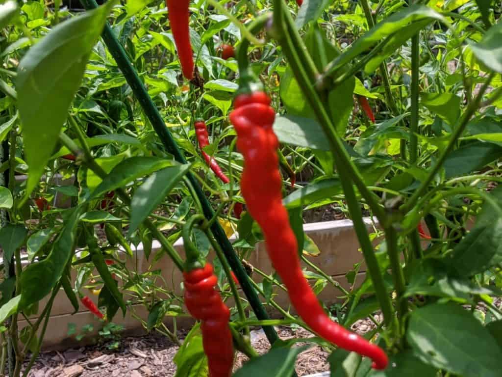 red cayenne peppers