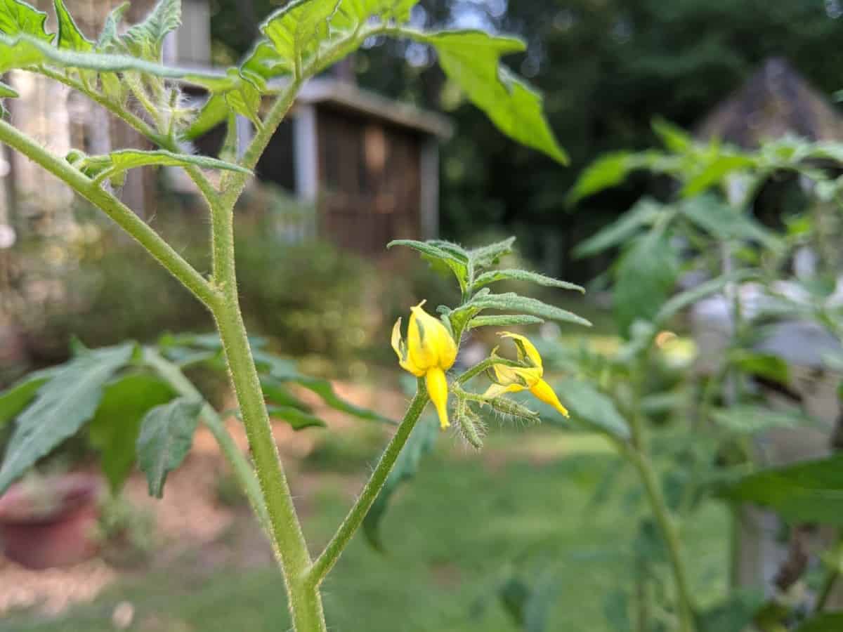 yellow tomato blossoms