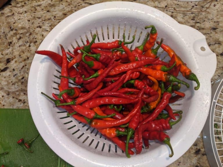 What To Do With Cayenne Peppers After Picking Them Cooped Up Life