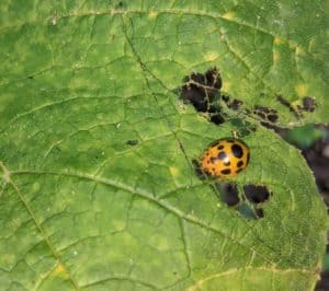 How To Get Rid Of Squash Lady Beetles - Cooped Up Life