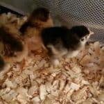 baby chicks in pen