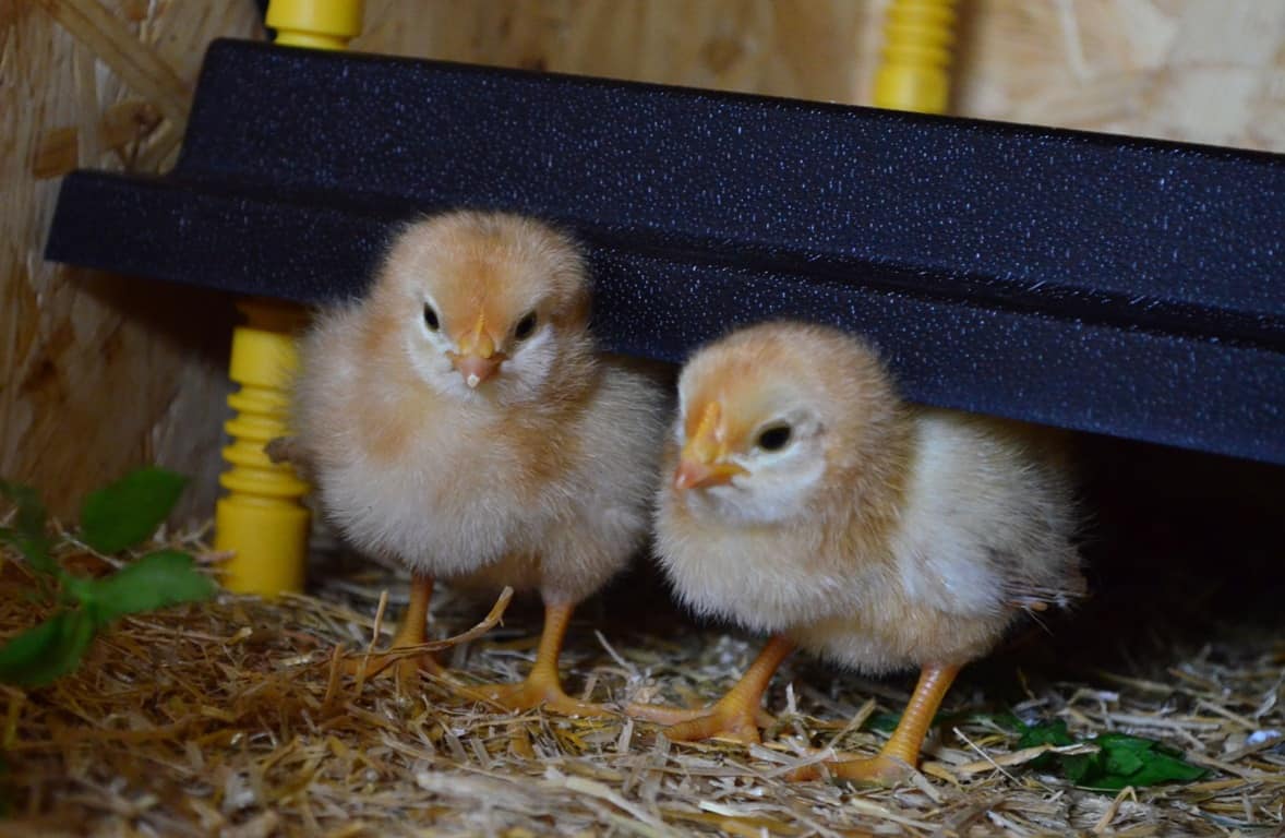 two baby chicks