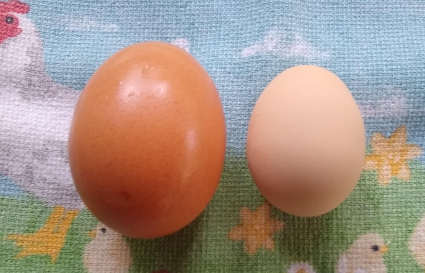 bantam egg compared to standard egg