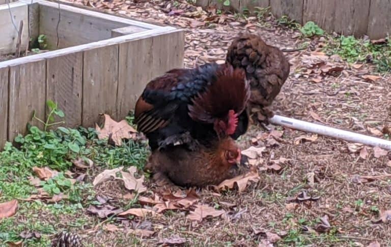 rooster mating with hen