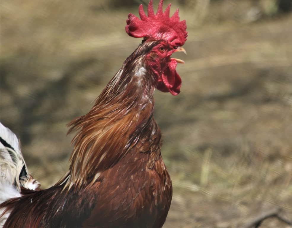 12 Ways To Stop A Rooster From Crowing Cooped Up Life