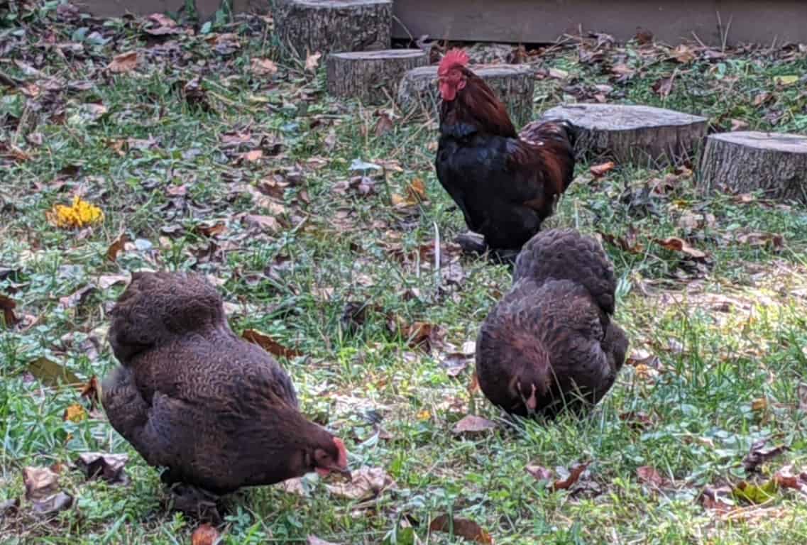 rooster with hens