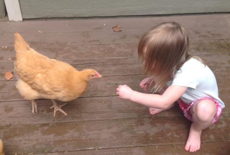 standard-chicken-size-vs-2-year-old-girl