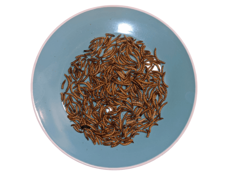 mealworms on plate
