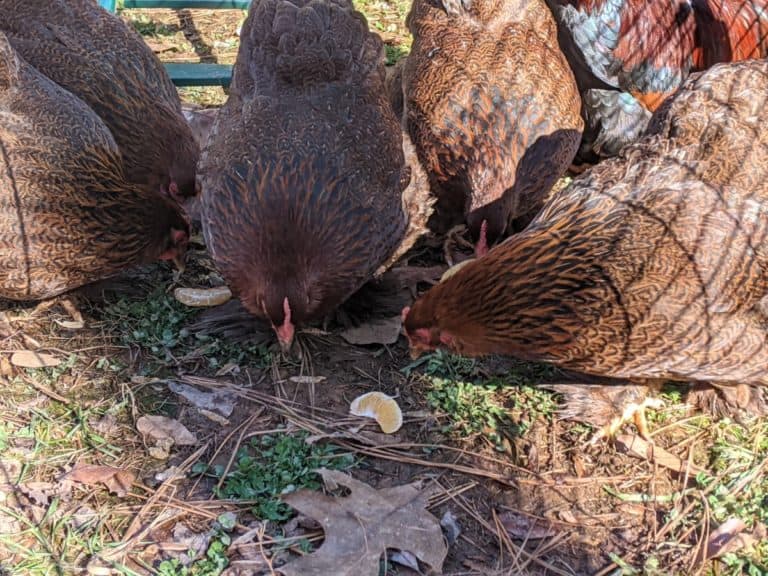 chickens eating citrus fruits