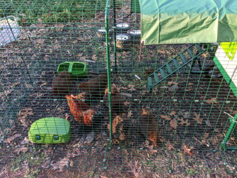 chickens in omlet eglu coop