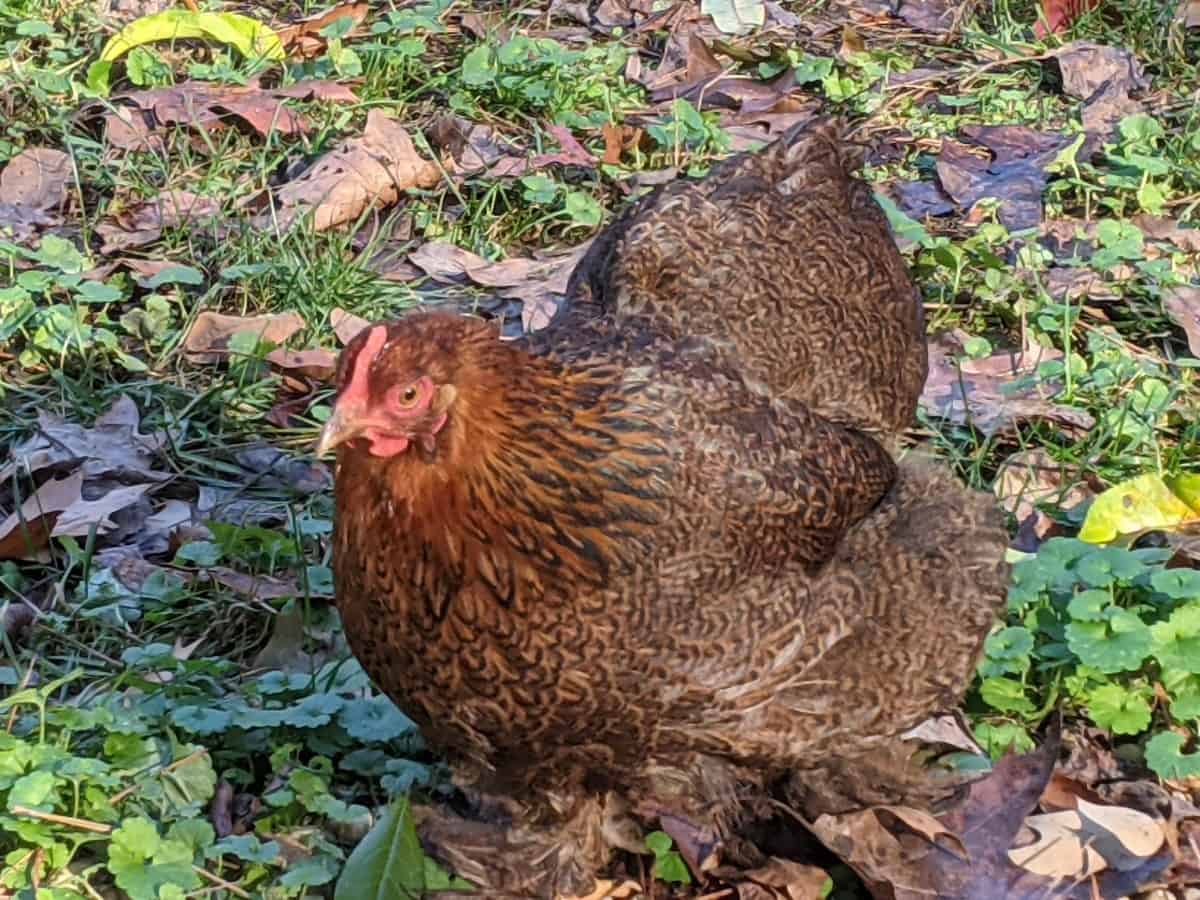 egg laying hen