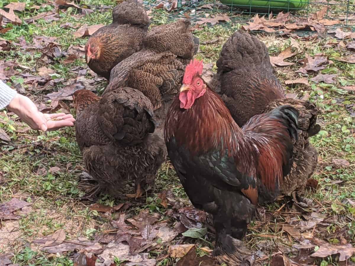 group of chickens