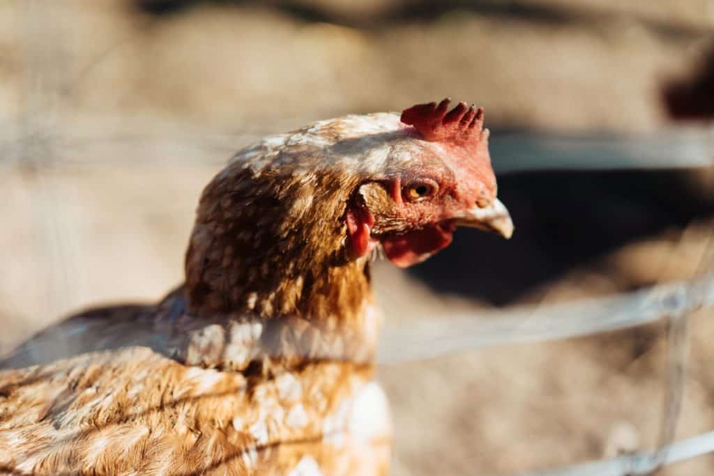 why chickens molt