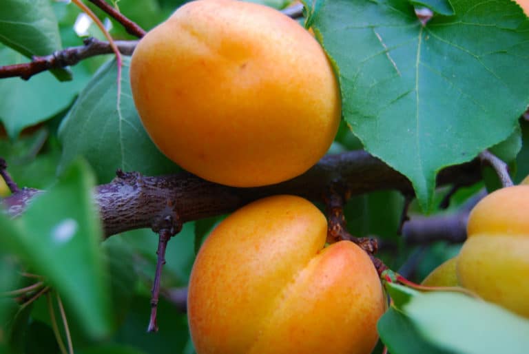 apricots on tree