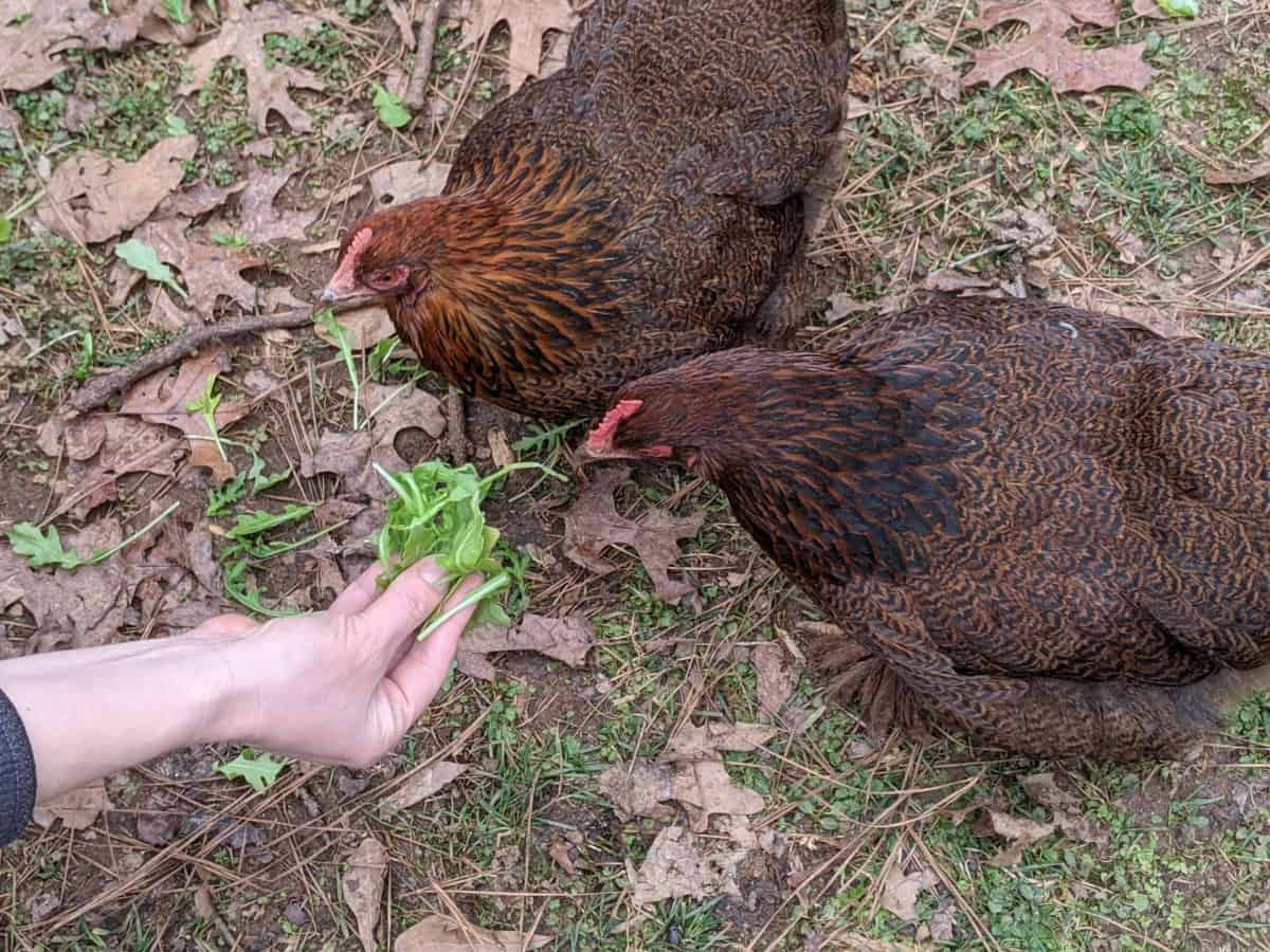 chickens eating arugula