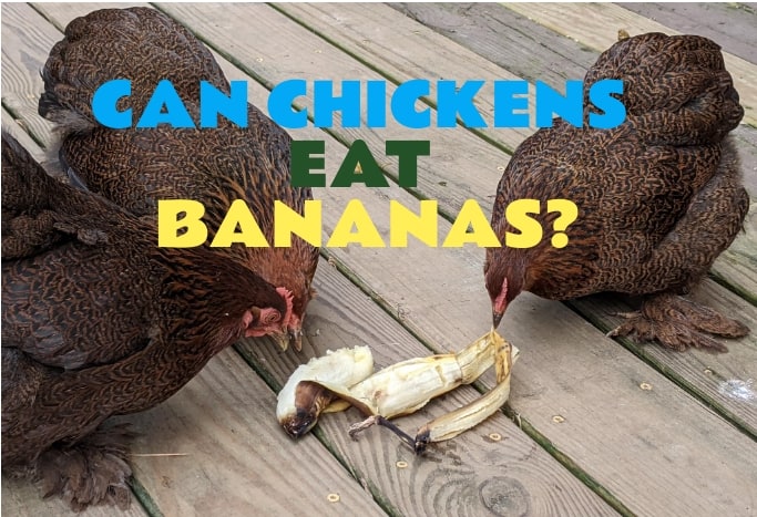 chickens eating bananas
