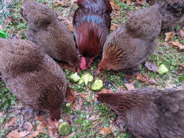 chickens eating broccoli on ground