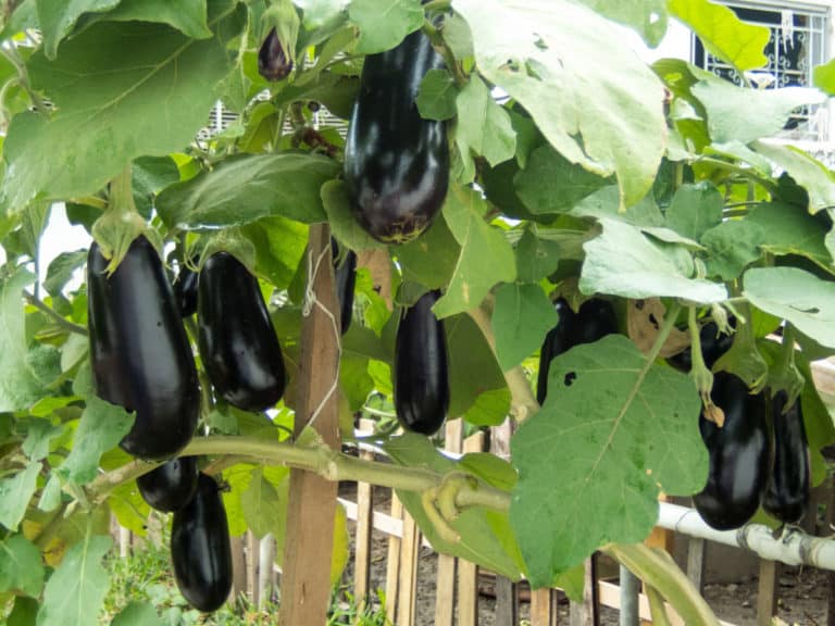 growing eggplants on vine
