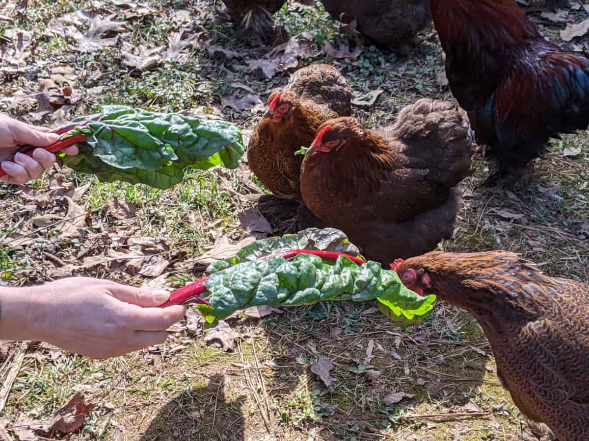 chickens eating swiss chard