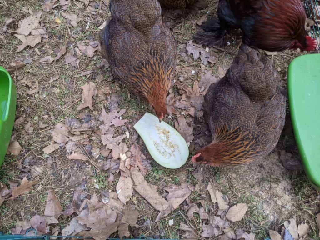 Can Chickens Eat Eggplant Nutrition Health Benefits Cooped Up Life