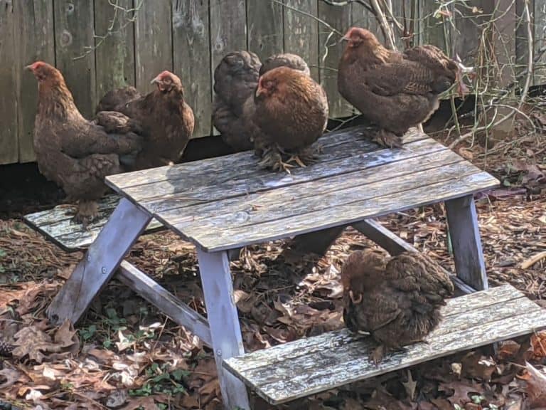 flock of backyard chickens