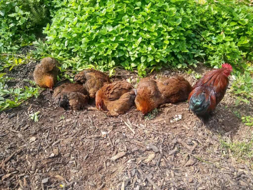 how often to chickens take dust baths