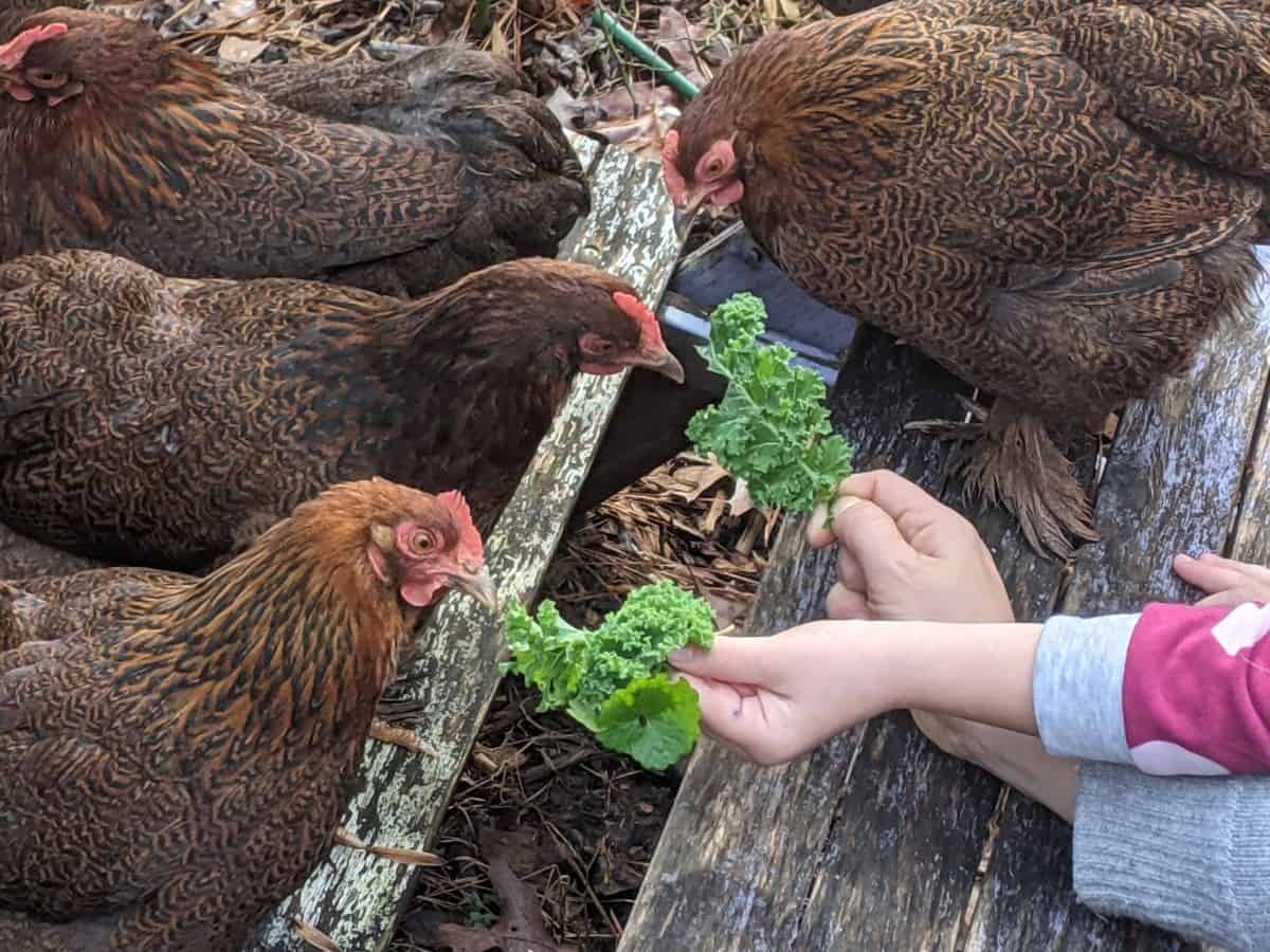 Greens For Chickens In The Winter