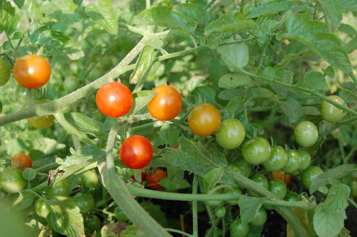 How To Ripen Green Tomatoes That Fell Off The Vine - Cooped Up Life