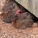 chickens taking dust bath in dirt