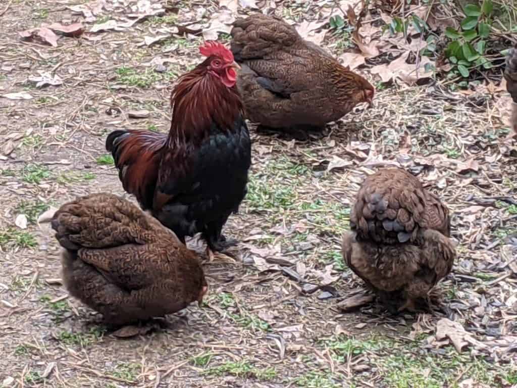 bantam cochin chickens and rooster