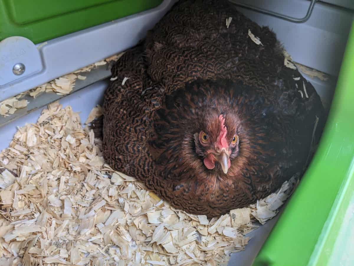 hen brooding in nest