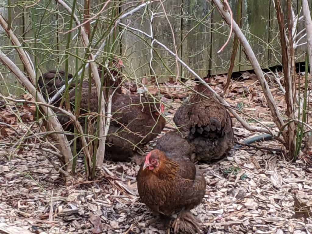 chickens in bush outside