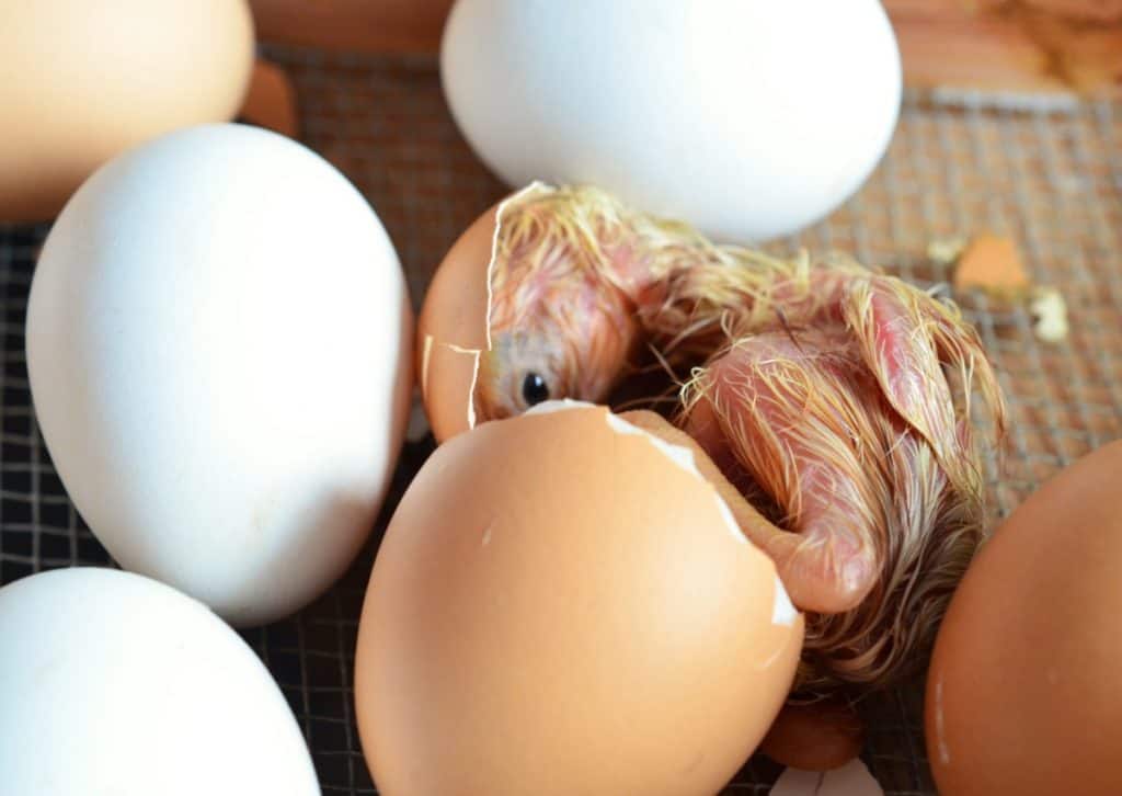 chick hatching from egg