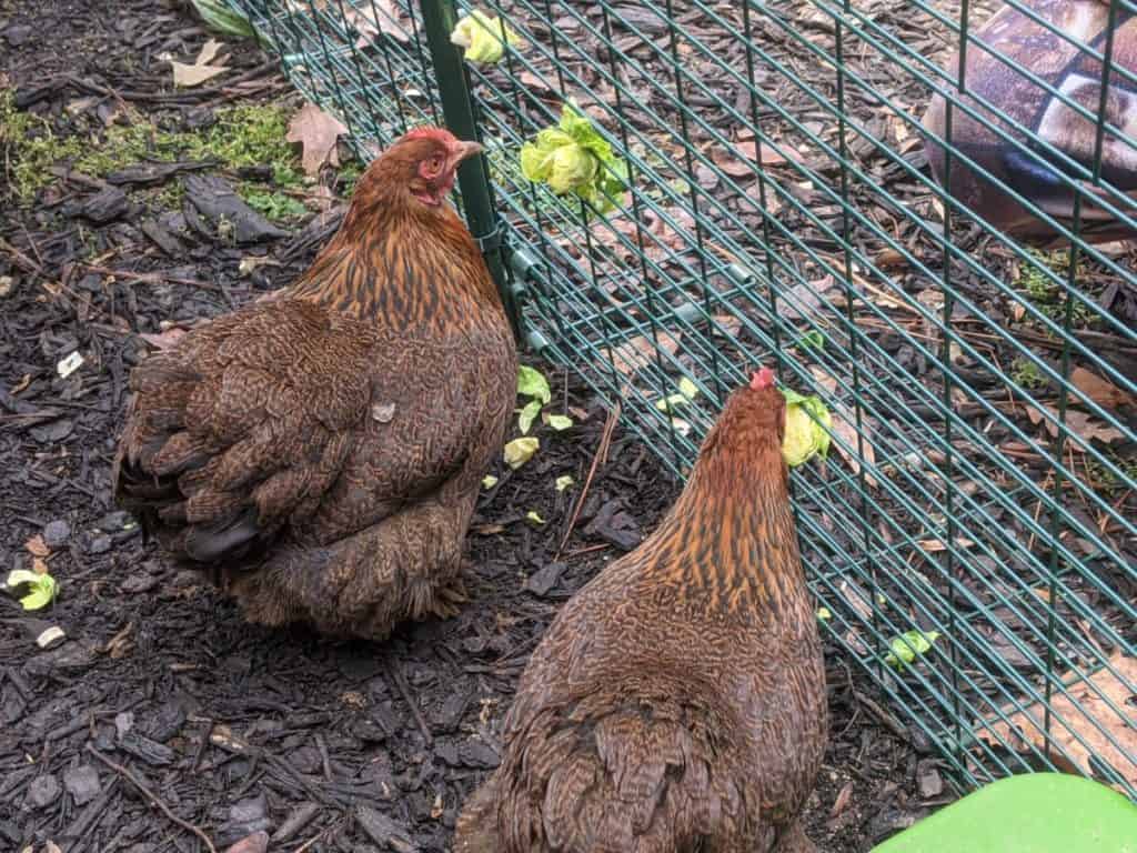 Can Chickens Eat Brussel Sprouts 