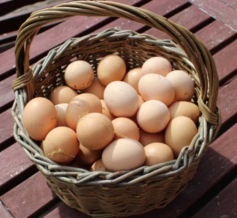 fresh eggs in basket