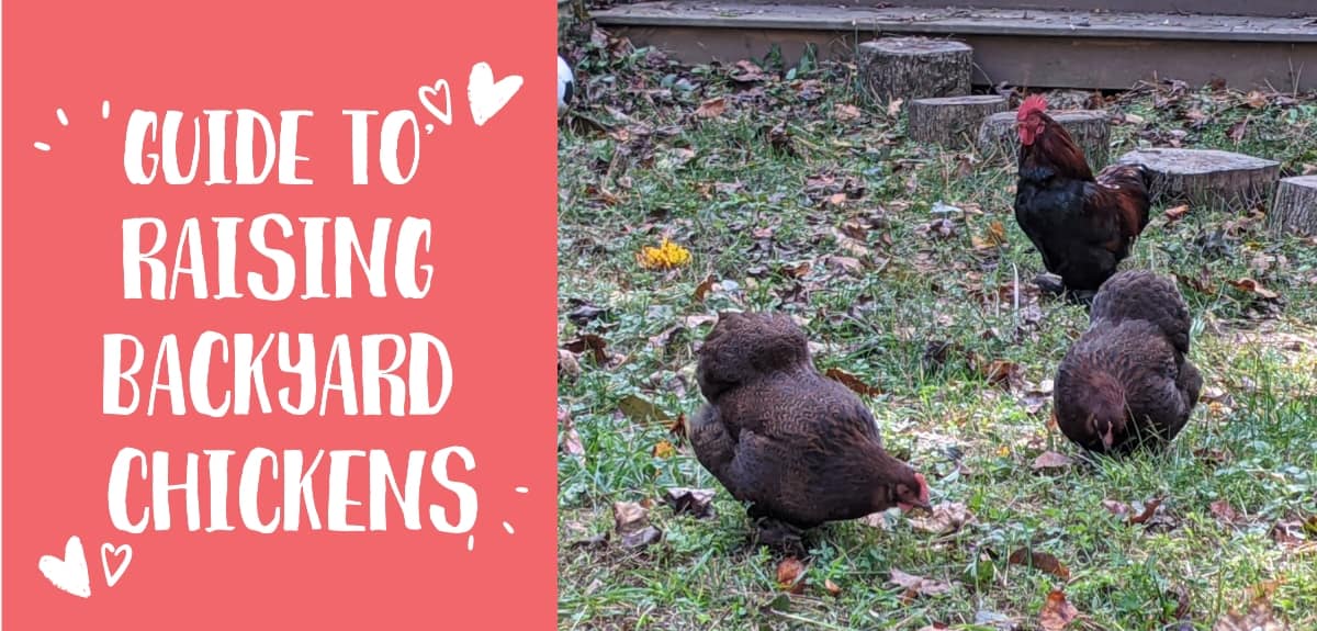 Backyard Chickens 101 | Guide To Raising Backyard Chickens - Cooped Up Life