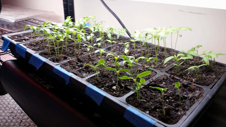 pepper seedlings started indoors