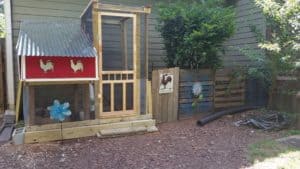 Backyard Chickens 101 | Guide To Raising Backyard Chickens - Cooped Up Life