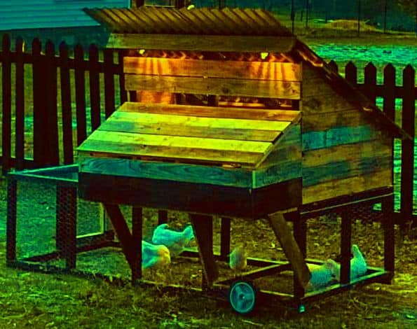 wooden chicken tractor