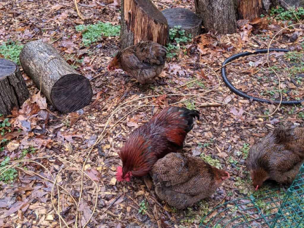 chickens in backyard
