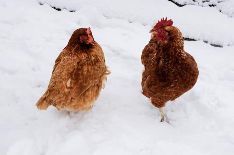 two chickens walking in snow