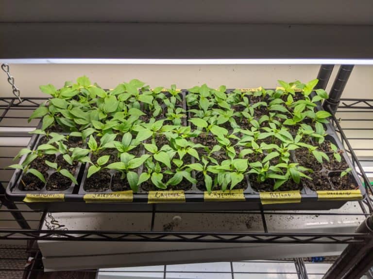 pepper seedlings started indoors