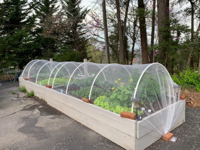 raised garden beds