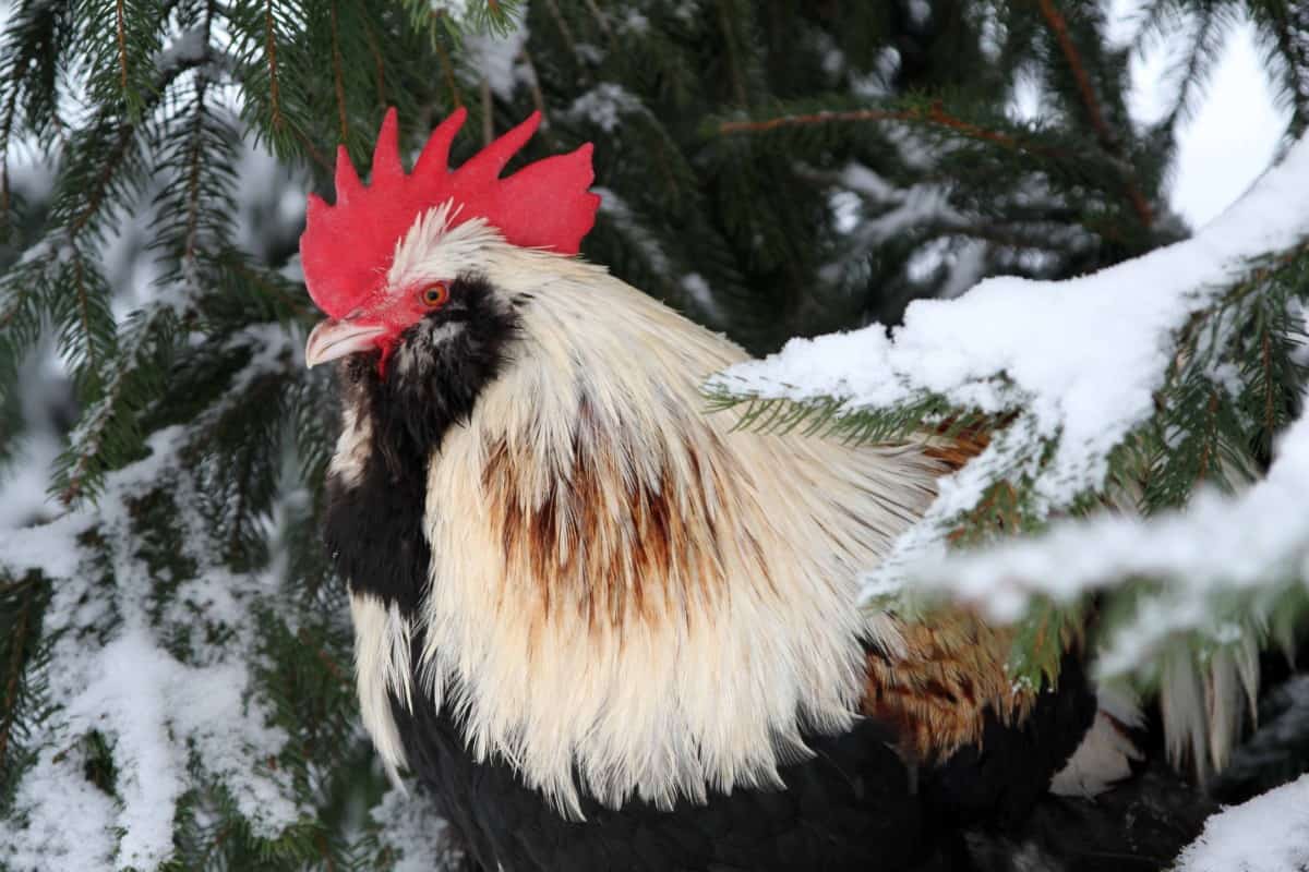 Rooster standing next to a tree in the snow on a winter day