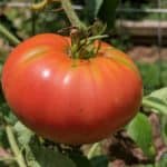 big red tomato on vine
