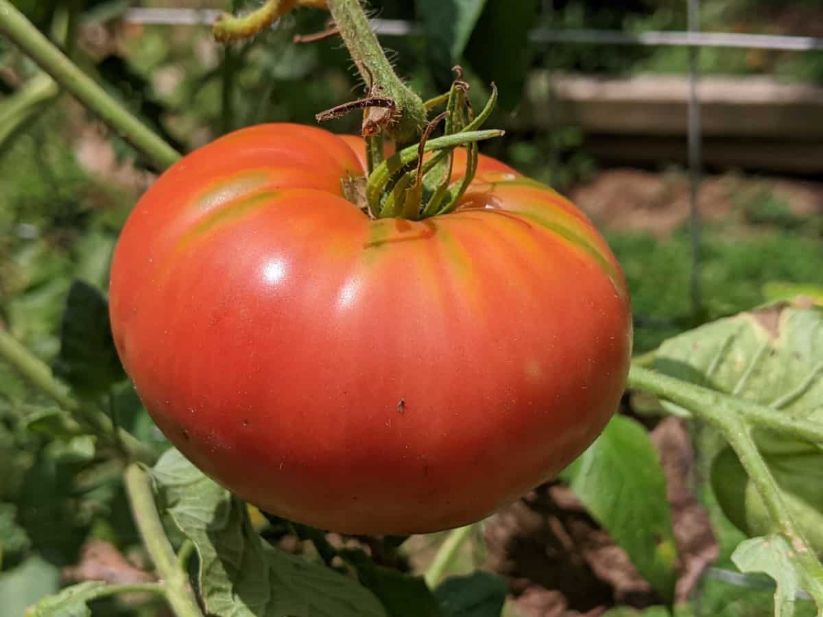 big red tomato on vine