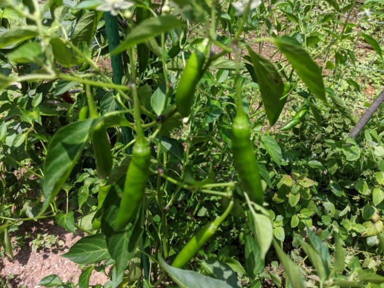 green serrano peppers on plant