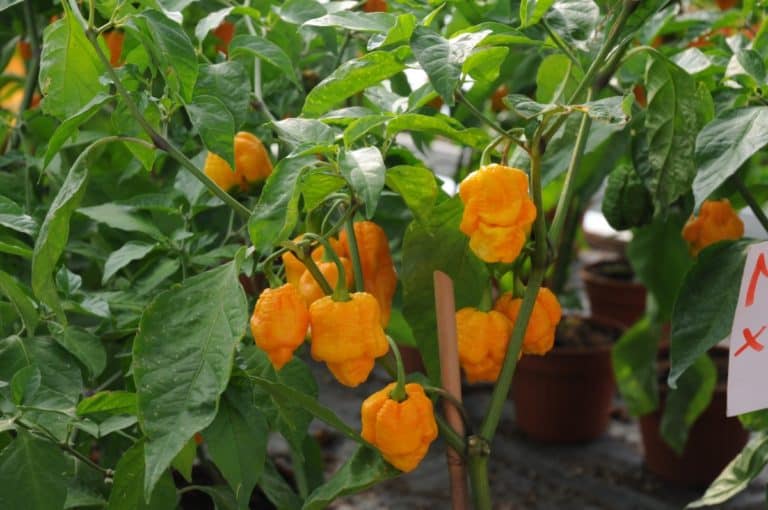 orange pepper plant