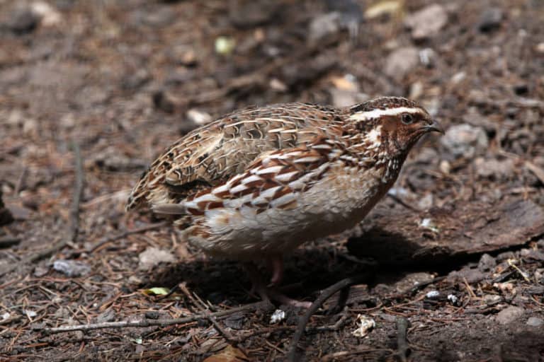 Japanese quail